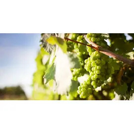 2025 Sauvignon de Touraine, Domaine Bellevue