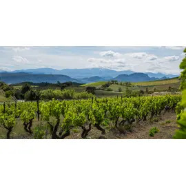 Domaine Pech des Cades, Corbières