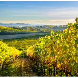 The Spectator Italian White Wine Discovery Case