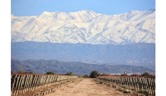 The Wines of Bodegas Otaviano, Argentina