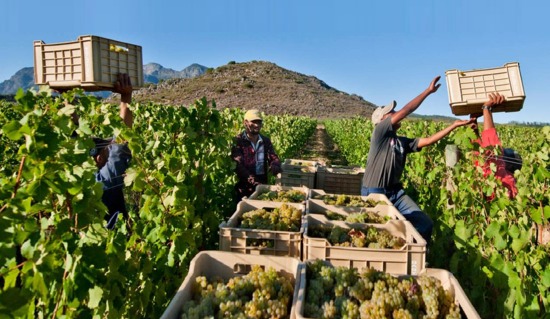 The Wines of South Africa Tasting