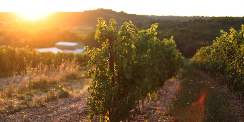 Vieilles Vignes Rouge, Domaine de la Jasse 2019 (jeroboam)