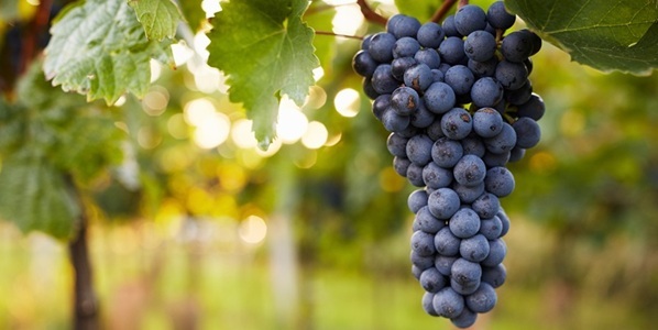Great Claret Deal - Chteau du Raux, Haut-Mdoc 2016