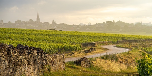 Our Wine of The Week - Mcon Uchizy, Domaine Talmard 2024
