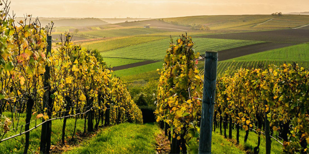 Mâcon-Péronne 'Vieilles Vignes', Domaine du Bicheron 2021