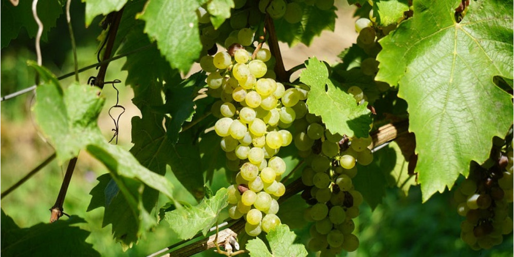Côtes-du-Rhône Blanc, Vidal-Fleury 2020