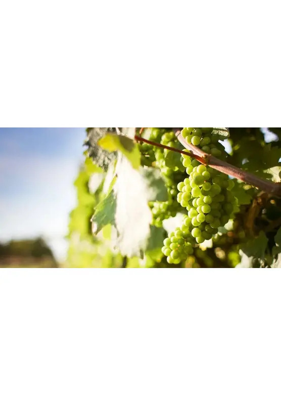 2025 Sauvignon de Touraine, Domaine Bellevue