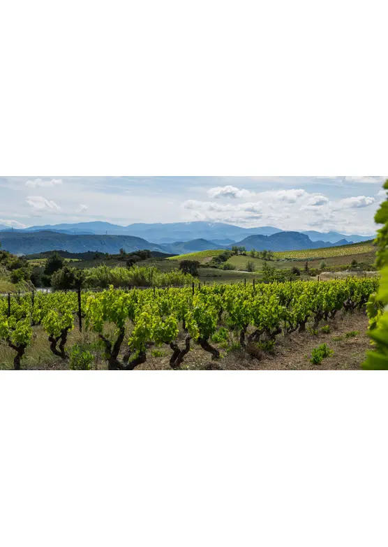 Domaine Pech des Cades, Corbières