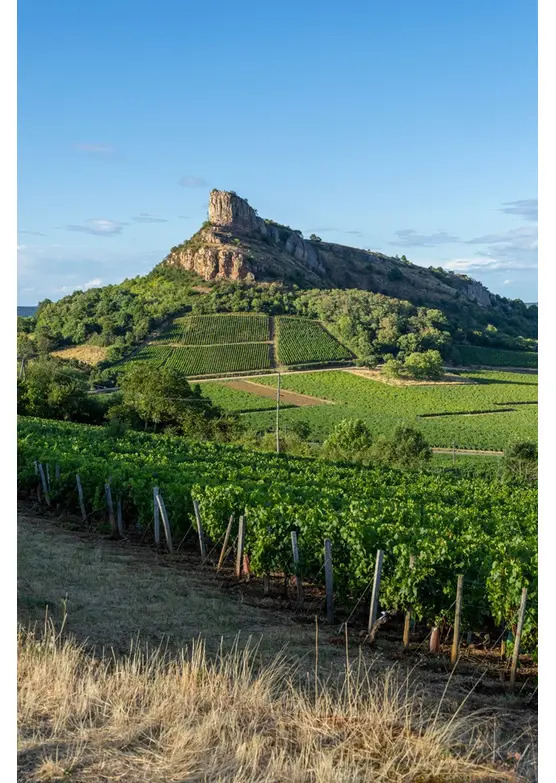 Fine White Burgundy Mixed Case