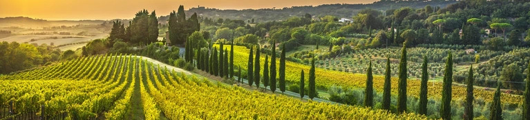 Wines Under £12