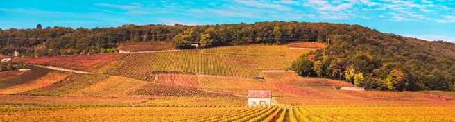 The Spectator Burgundy Offer
