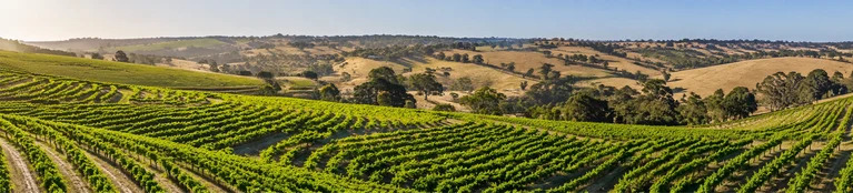 Hickinbotham Wines