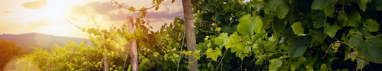 White Wine Under £15