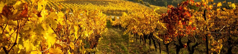 Simon's Autumn Favourites