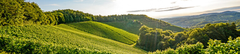 The Spectator White Burgundy Offer