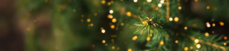 Finest Festive Picks