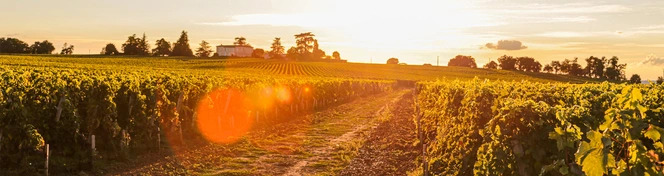 Your Favourite Wines Return