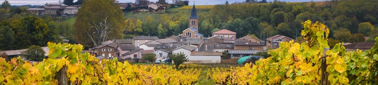 Grenache Wine - Garnacha Wine 