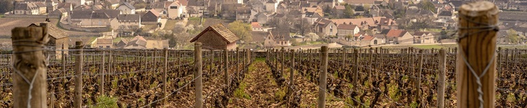 Fine White Burgundy