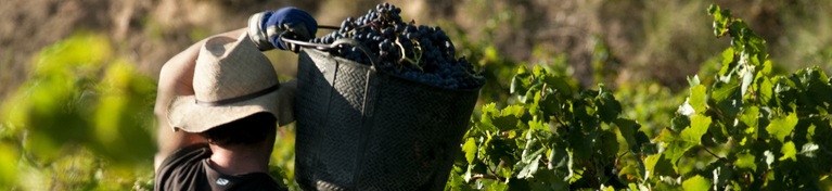 Nebbiolo Red Wine