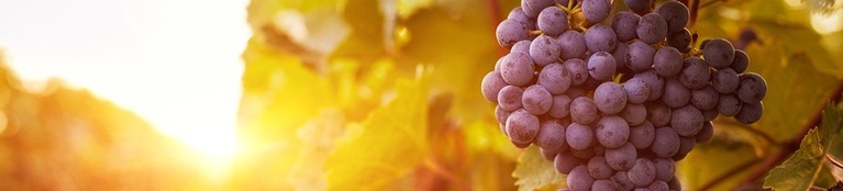 Mr.Wheeler's Wine Recommendations