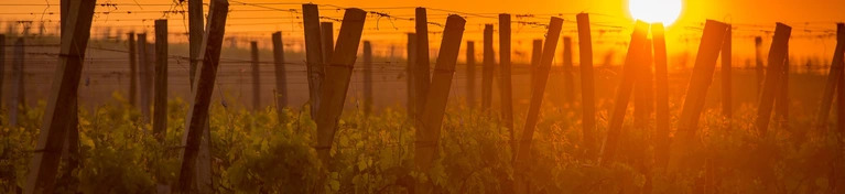 Best-Sellers of The Year