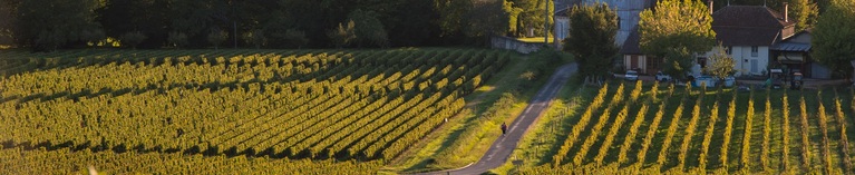 Maison Jaffelin Chardonnay and Pinot Noir