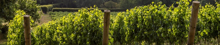 Higham Vineyards