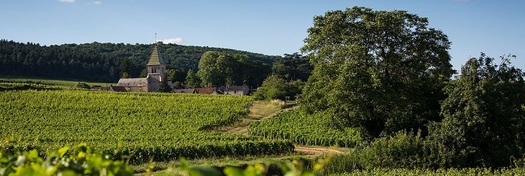 Maison Jaffelin Chardonnay and Pinot Noir