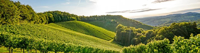 Left Bank Bordeaux Wine