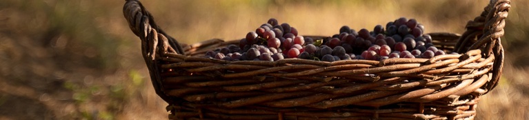 Chteauneuf-du-Pape