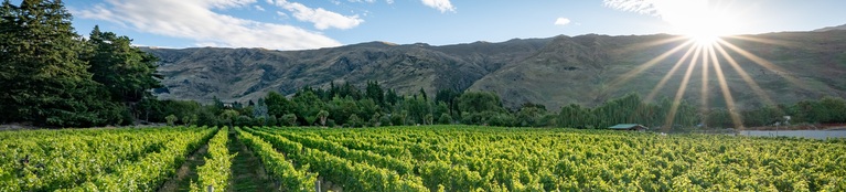 Marlborough Wine 