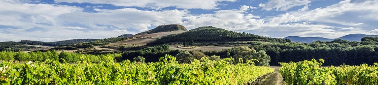 Pleno Wines