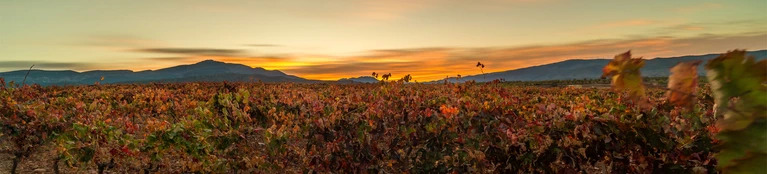 Six Exceptional Riojas